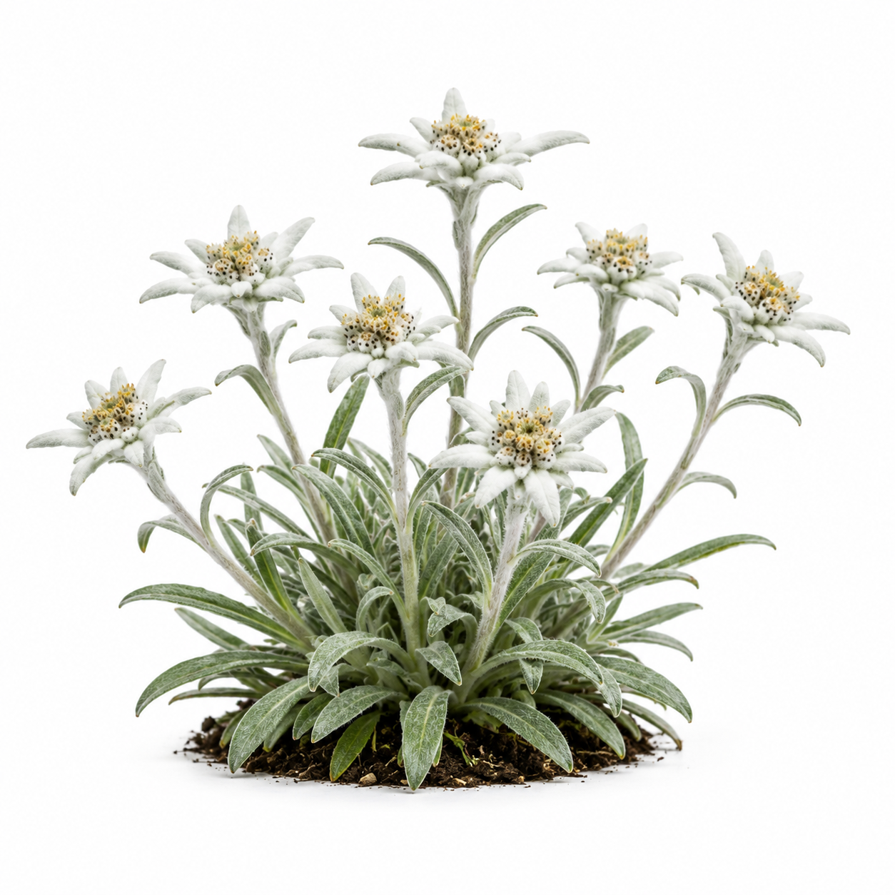 Szarotka alpejska (Leontopodium alpinum)
